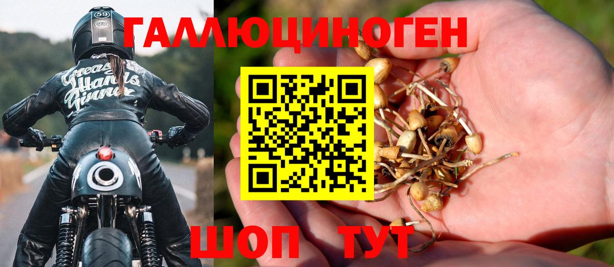 Галлюциногенные грибы Psilocybine cubensis Балашов